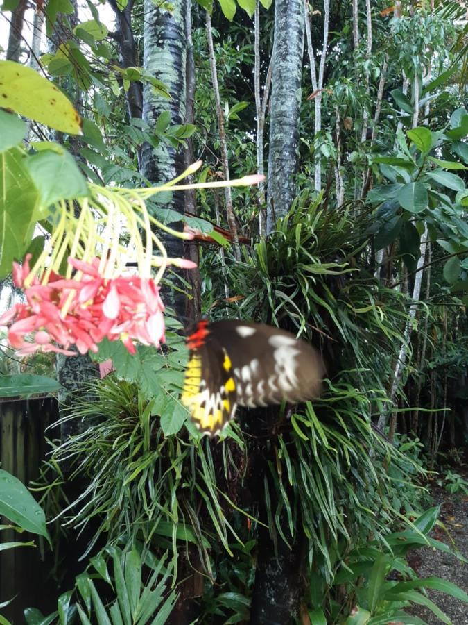 เกคโคส์ แบ็คแพคเกอร์ส แคนส์ Hostel ภายนอก รูปภาพ Butterfly in the Butterfly House