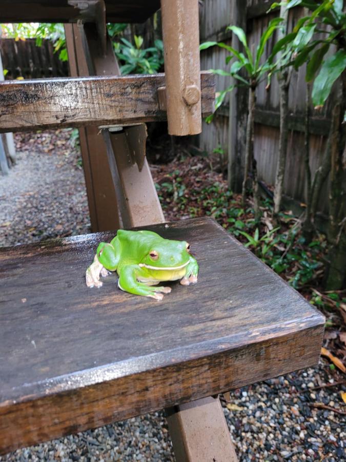 เกคโคส์ แบ็คแพคเกอร์ส แคนส์ Hostel ภายนอก รูปภาพ A green tree frog