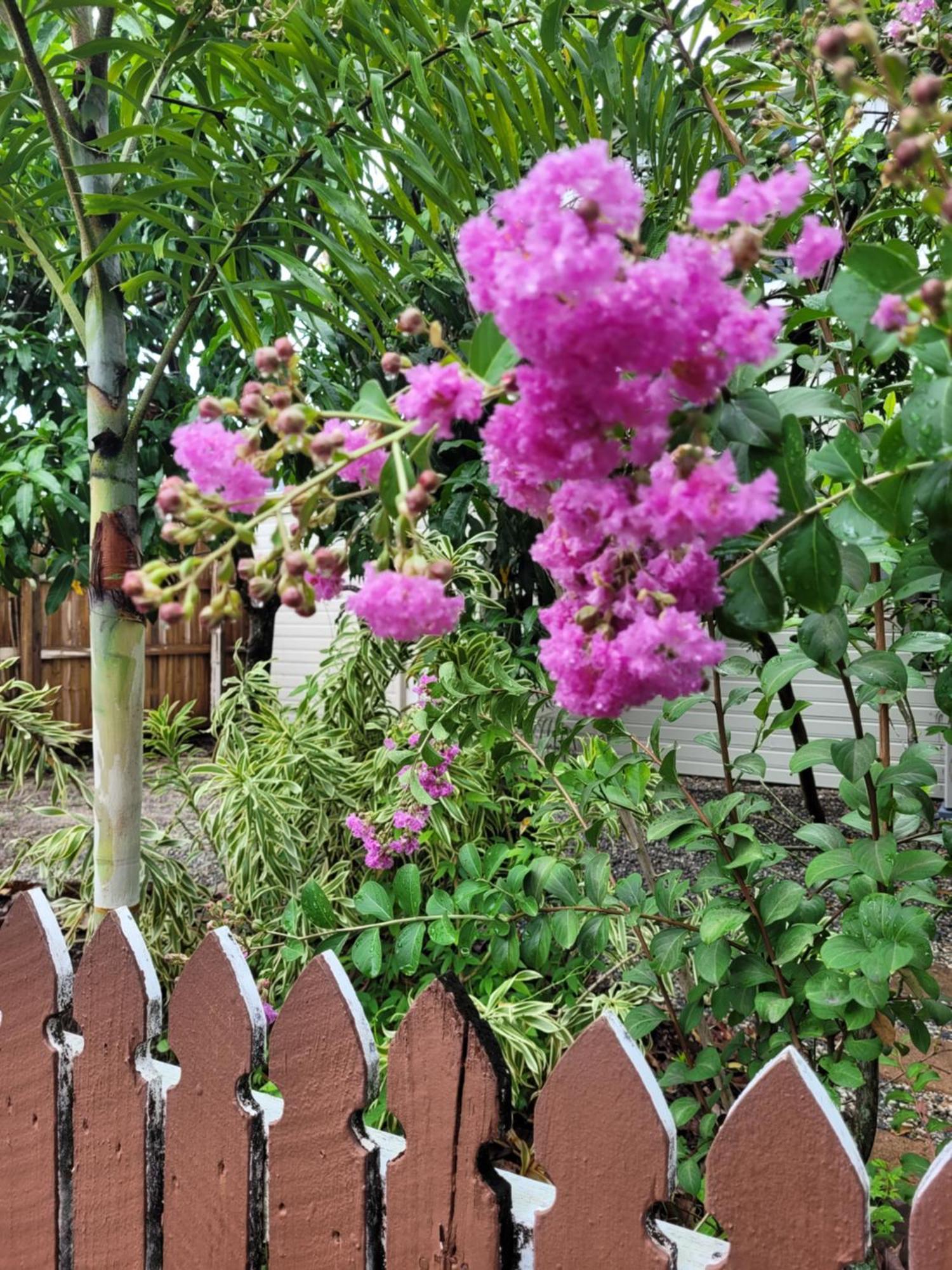 เกคโคส์ แบ็คแพคเกอร์ส แคนส์ Hostel ภายนอก รูปภาพ Lagerstroemia speciosa